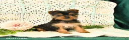 Yorkshire Terrier dogs for sale: Destiny - Ad 2