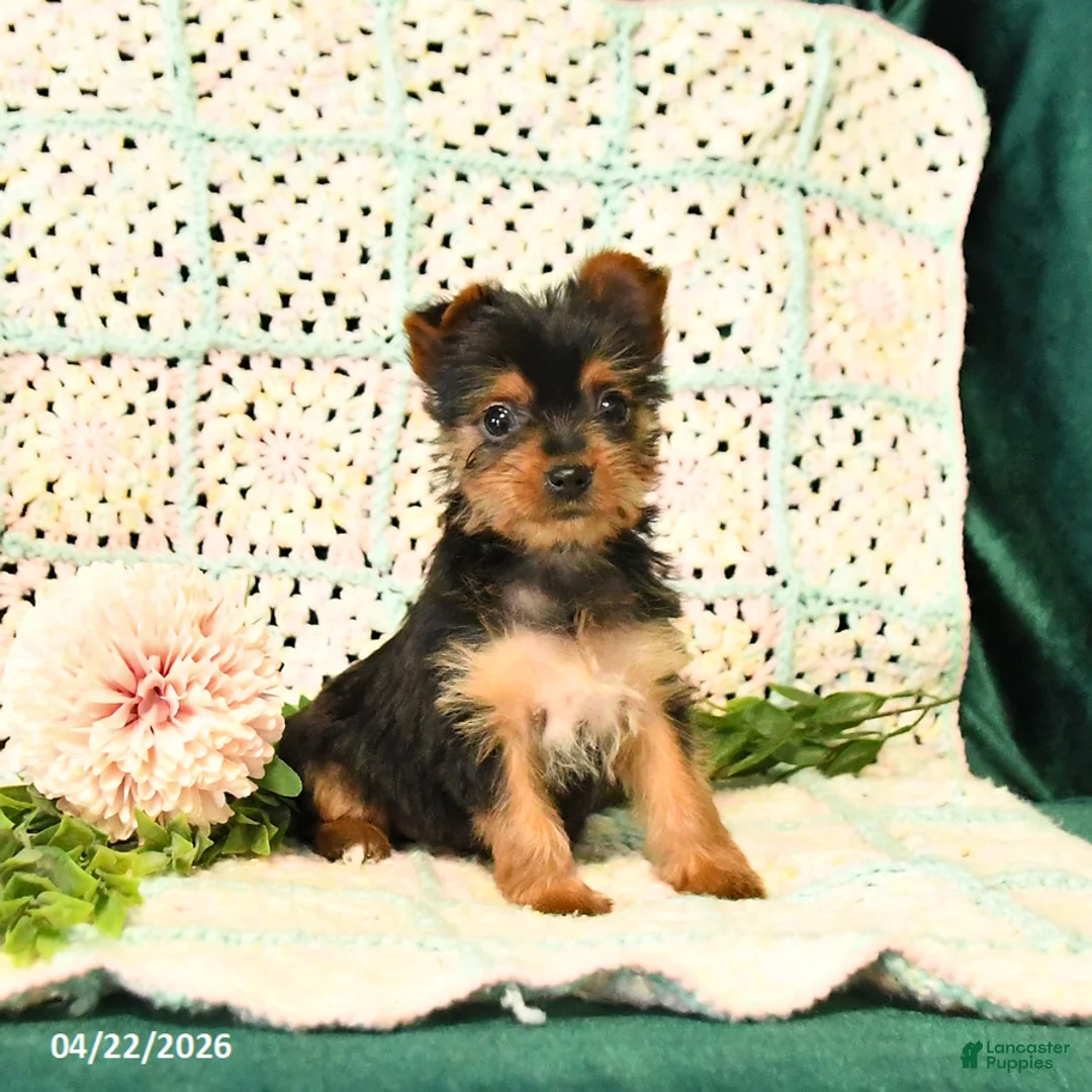 Yorkshire Terrier dogs for sale: Destiny - Ad 2