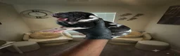 Great Dane dogs for sale: Rhythm & Soul’s Painted Kehlani - Ad 5