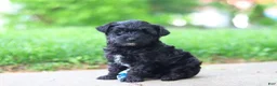 Yorkiepoo dogs for sale: Pat - Ad 2