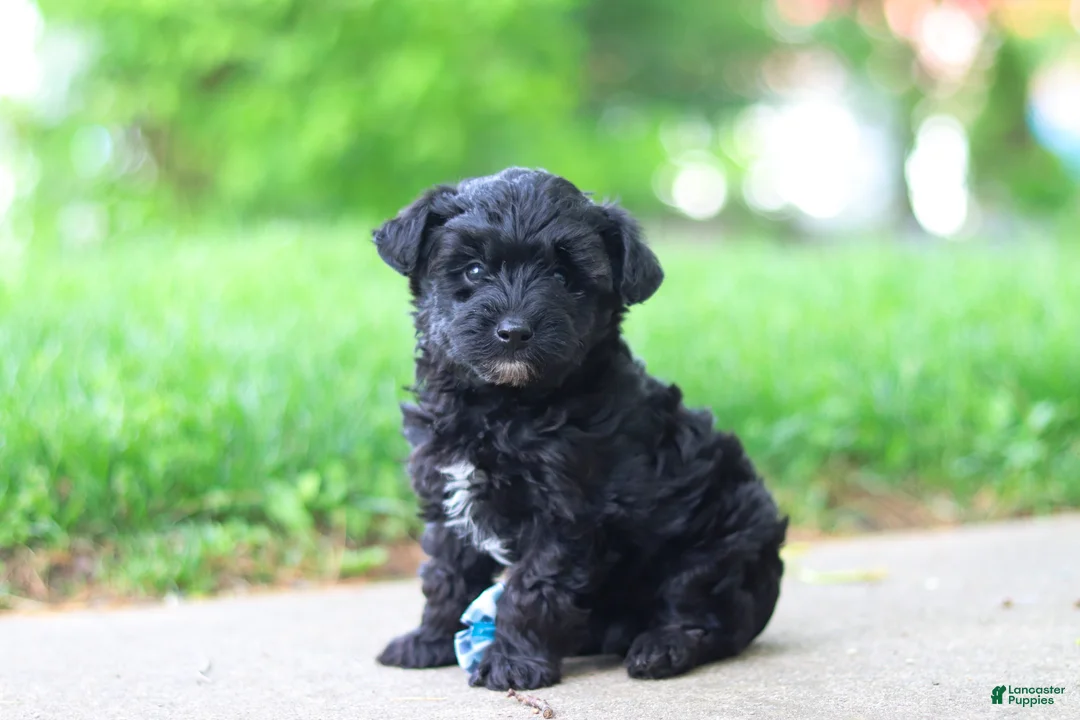 Yorkiepoo dogs for sale: Pat - Ad 2