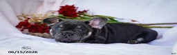 French Bulldog dogs for sale: Diesel - Ad 4