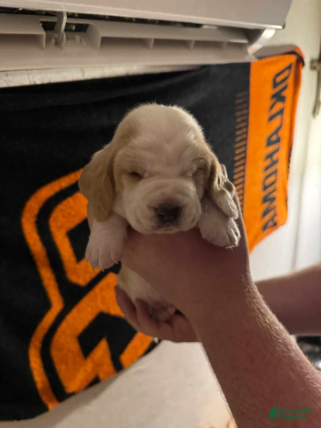 Basset Hound dogs for sale: Boy 5 Asher - Ad 2