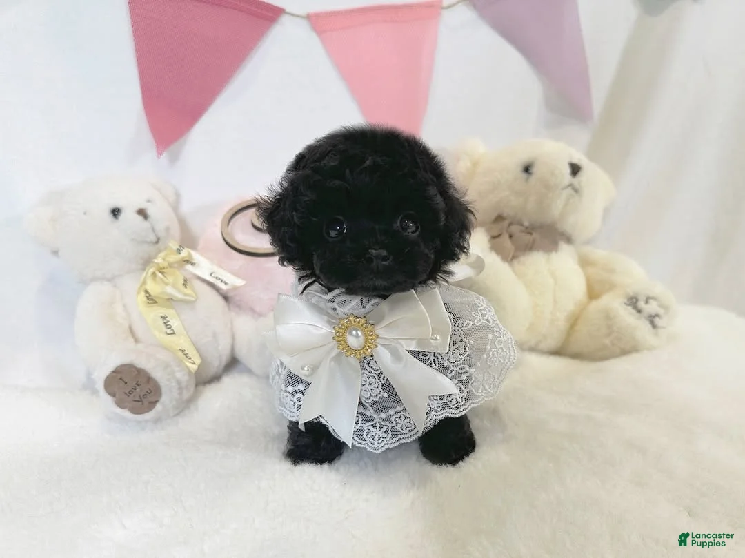 Toy Poodle dogs for sale: Chiquita - Ad 2