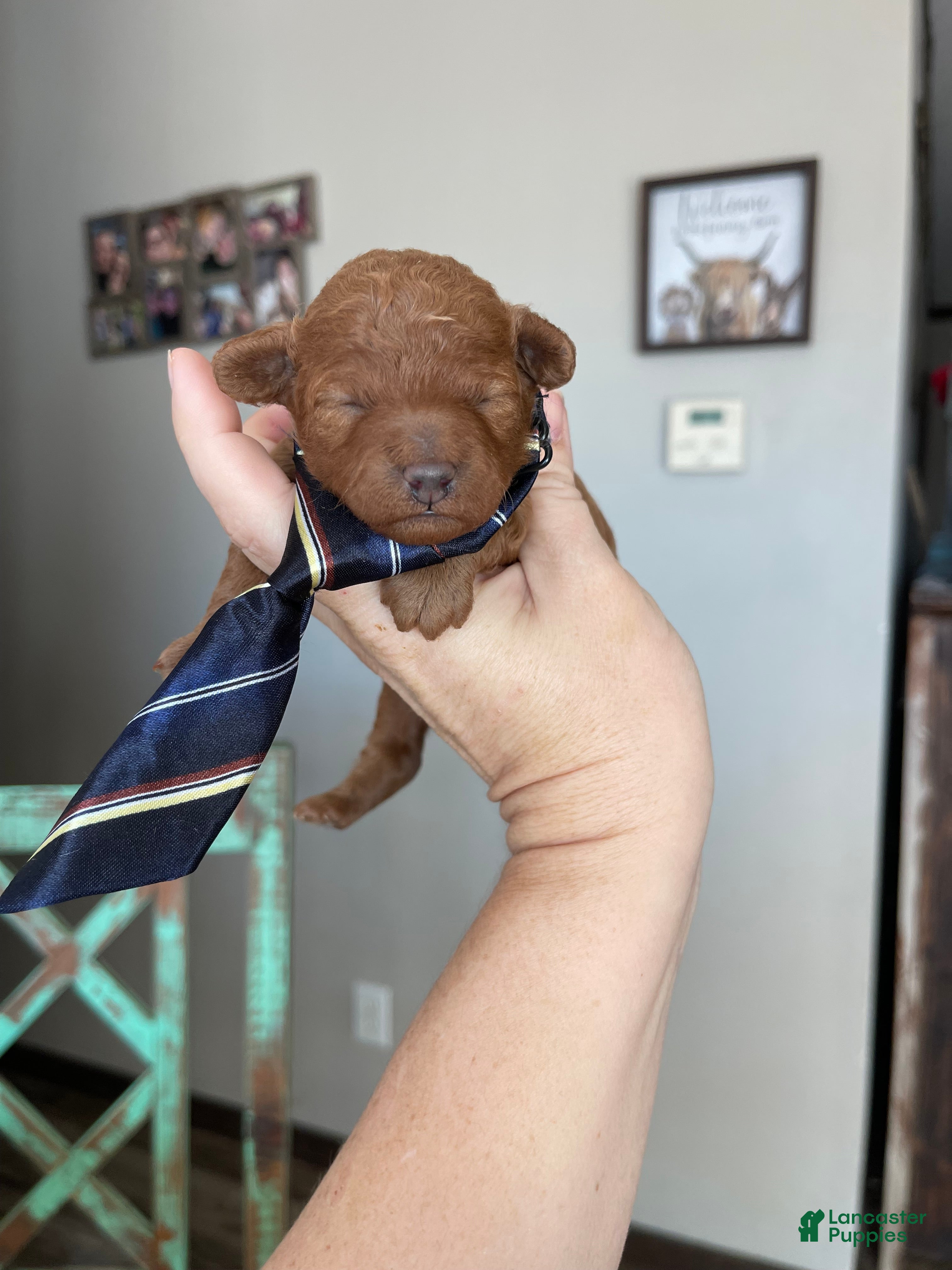 Toy Poodle dogs Akc Bred Color Red Boy - Ad 18