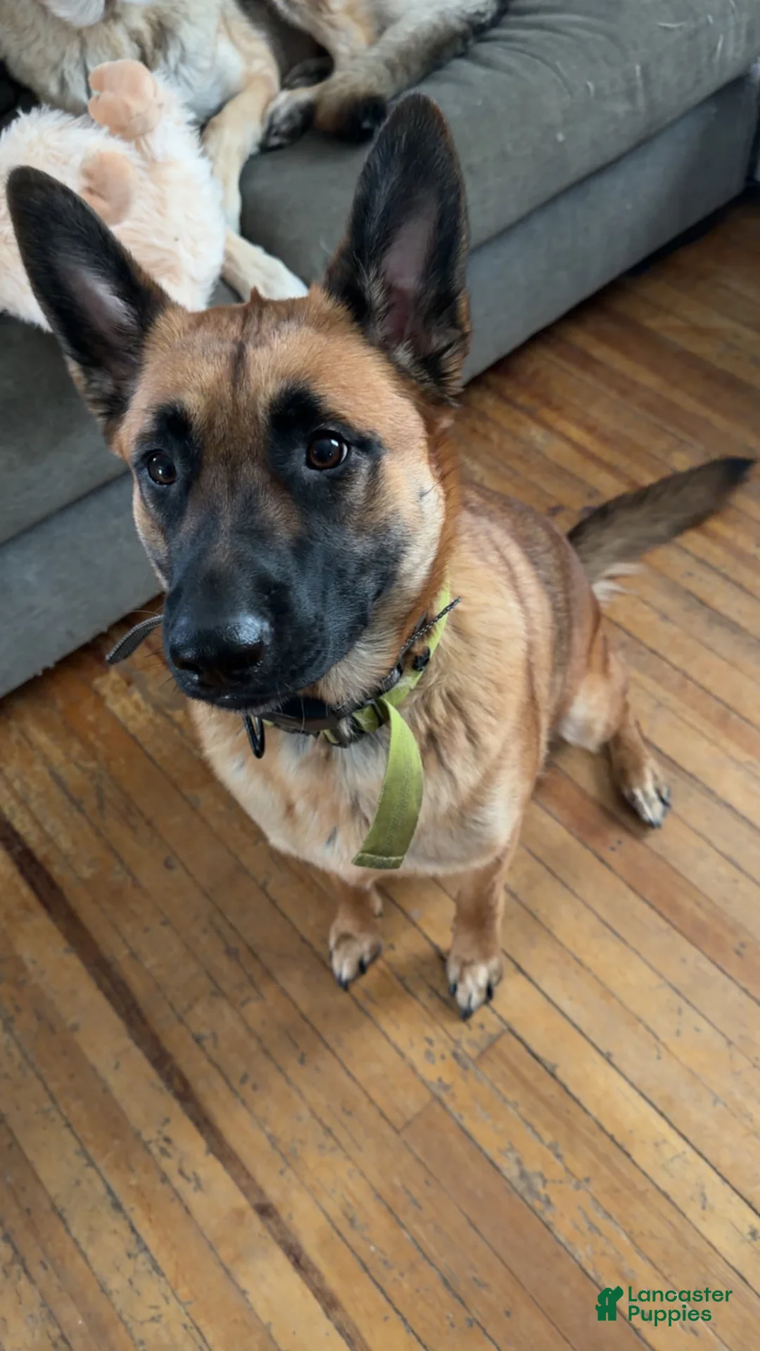 Mixed Breed dogs for sale: Mixed Breed Puppy 4 - Ad 2