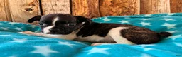 Frenchton dogs for sale: Mulberry - Ad 2