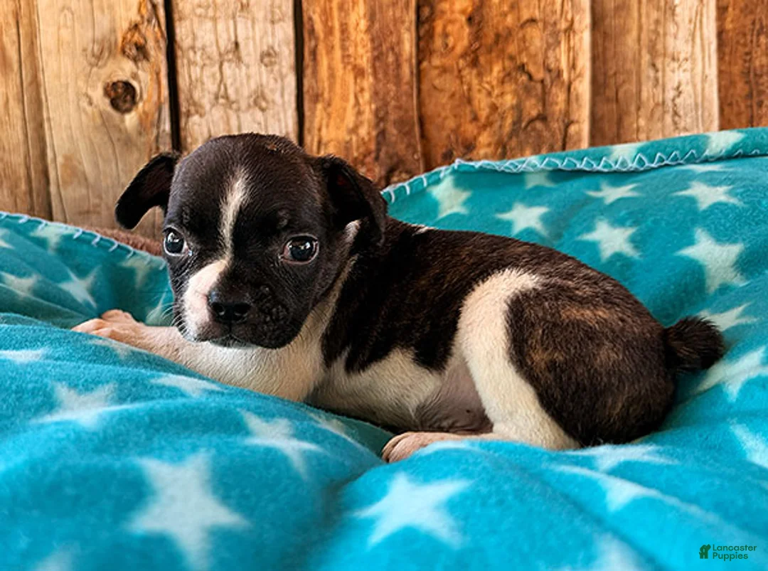 Frenchton dogs for sale: Mulberry - Ad 2