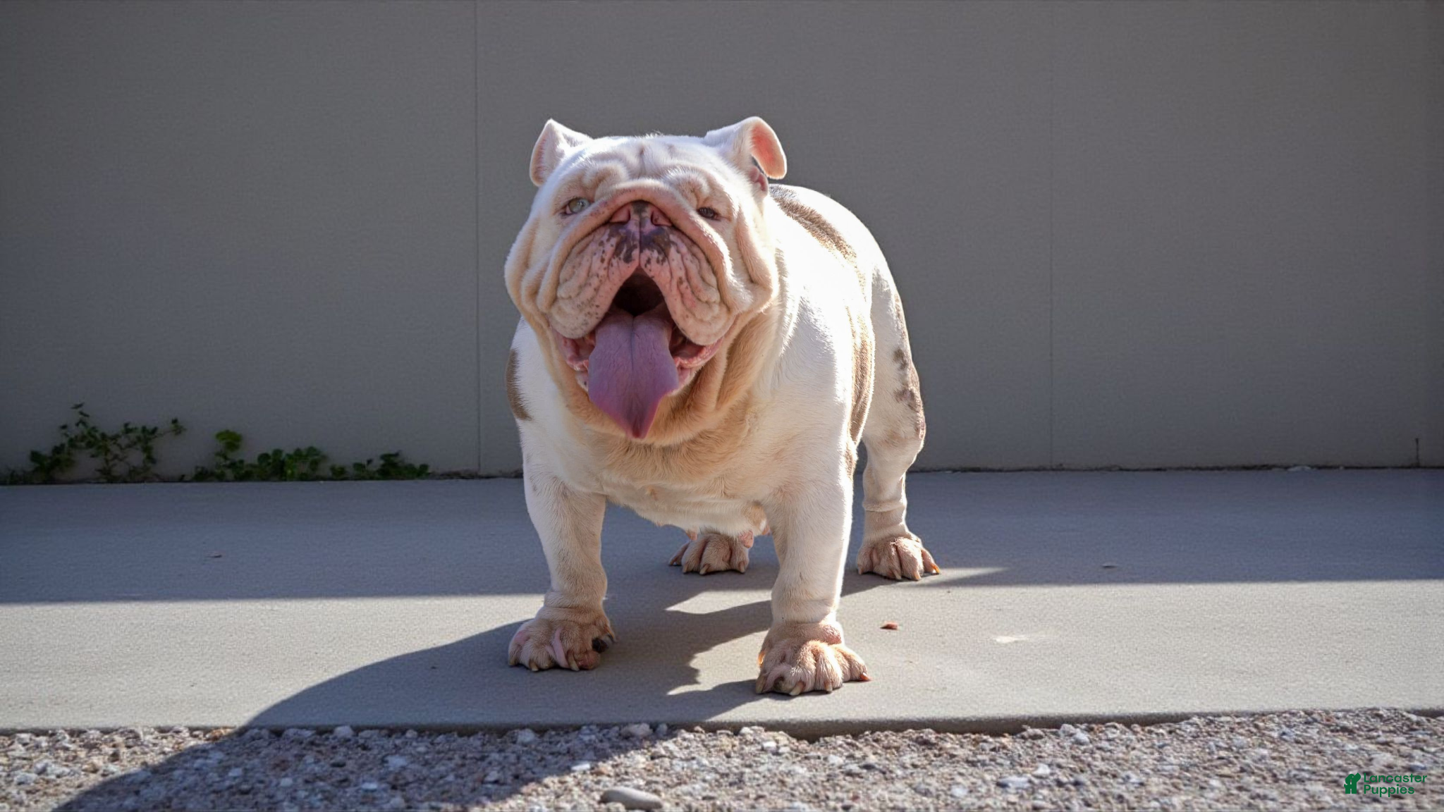 English Bulldog dogs Pearl - Ad 7