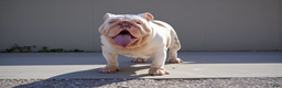 English Bulldog dogs for sale: Pearl - Ad 1