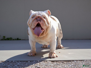 English Bulldog dogs Pearl - Ad 24