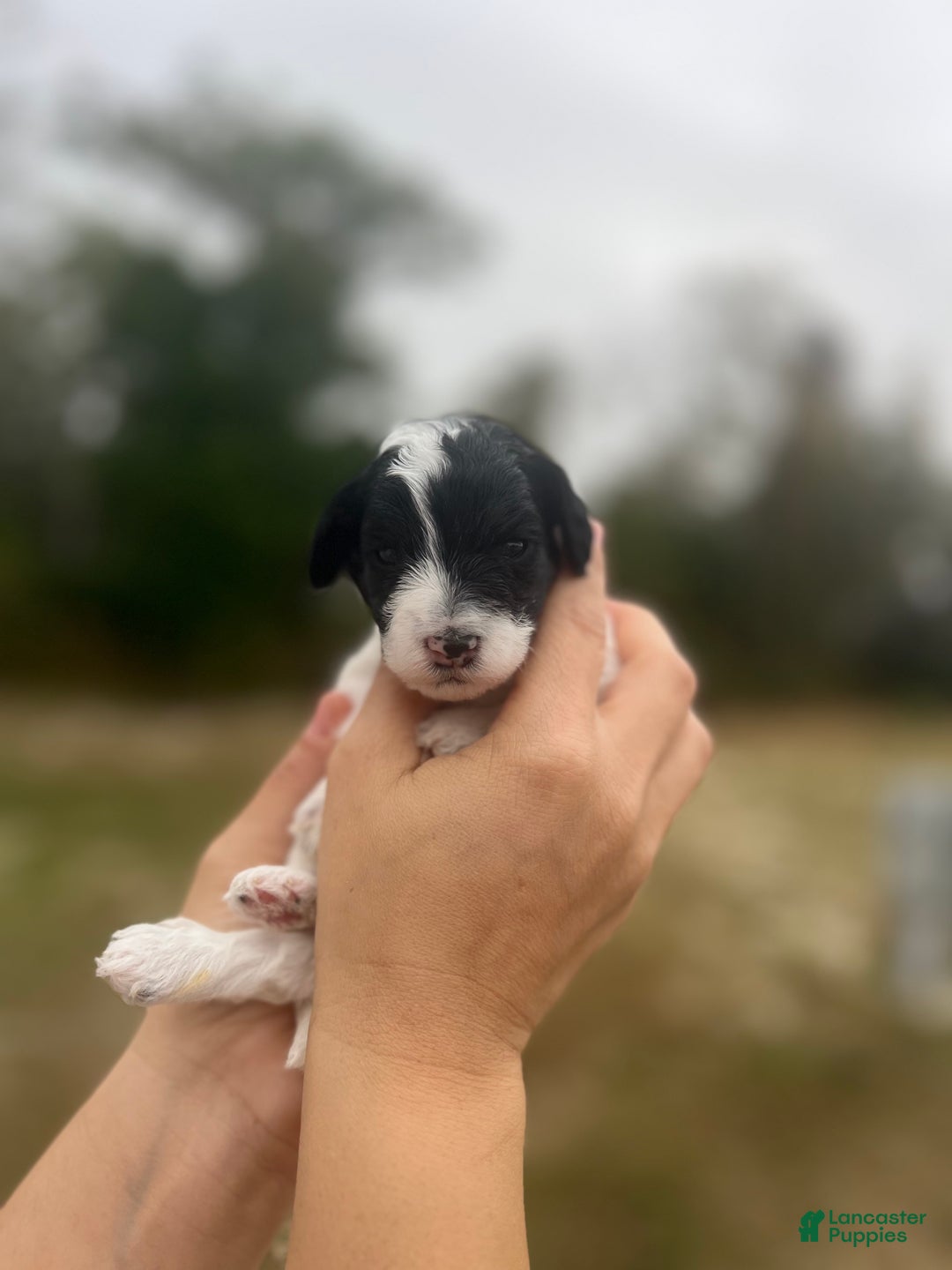 Mini Sheepadoodle dogs for sale: Pink-Mittens - Ad 3