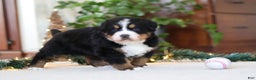 Bernese Mountain Dog dogs for sale: Princess Star - Ad 24