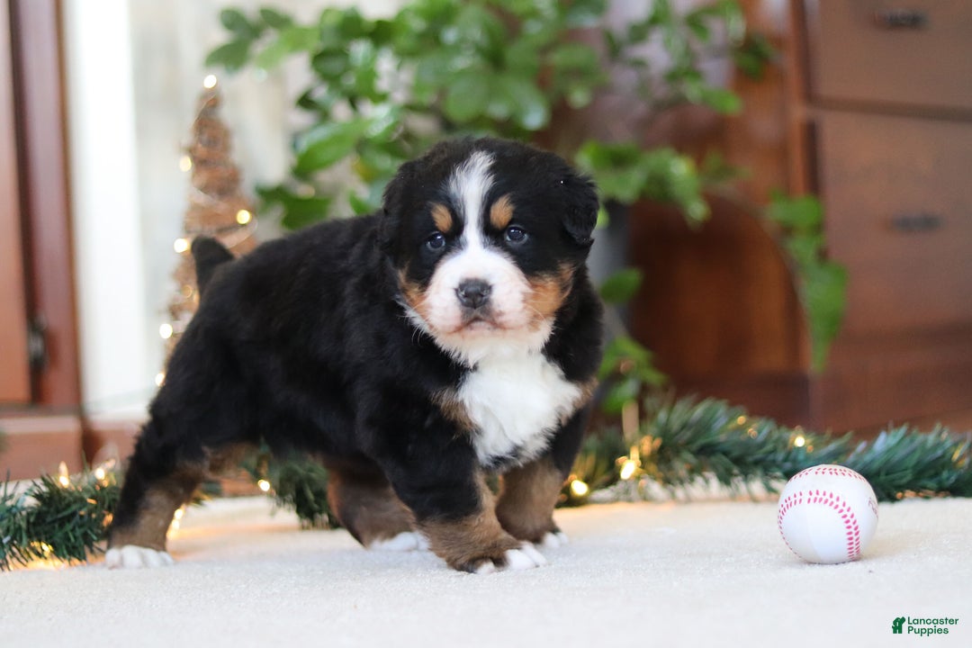 Bernese Mountain Dog dogs for sale: Princess Star - Ad 24