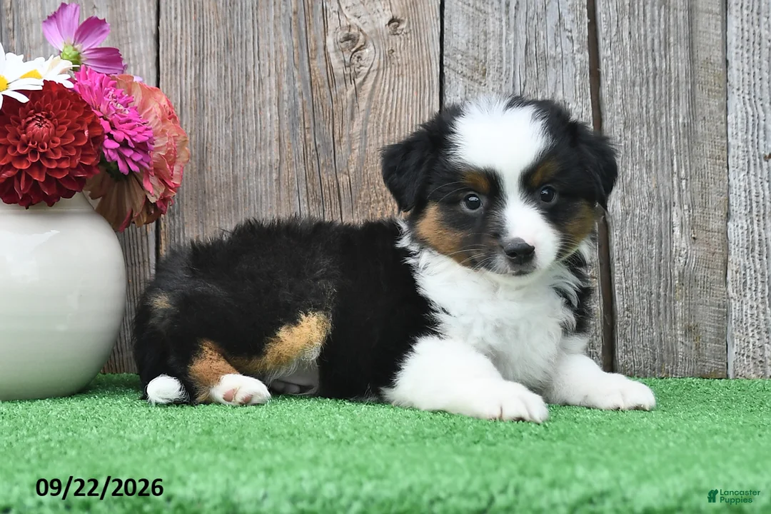 Miniature Australian Shepherd dogs for sale: Reece - Ad 2
