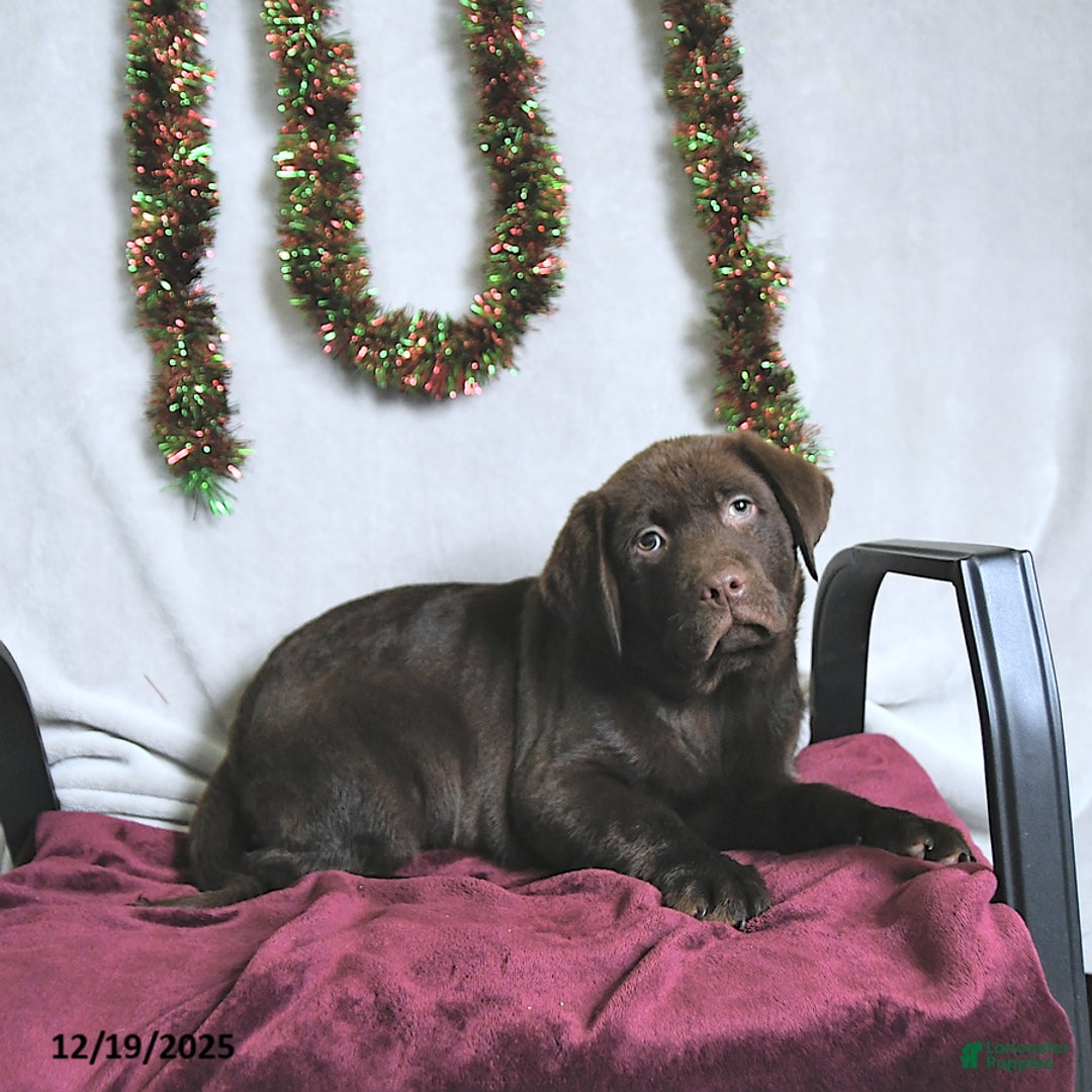 Labrador Retriever dogs for sale: Terry - Ad 3