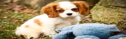 Cavalier King Charles Spaniel dogs for sale: Cody - Ad 2
