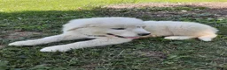 Great Pyrenees dogs for sale: Dixon - Ad 4