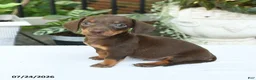 Miniature Dachshund dogs for sale: Dorian - Ad 4