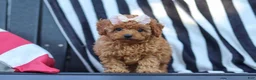 Cavapoo dogs for sale: Emily  - Ad 3