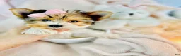 Yorkshire Terrier dogs for sale: Yorkshire Terrier 1 - Ad 1