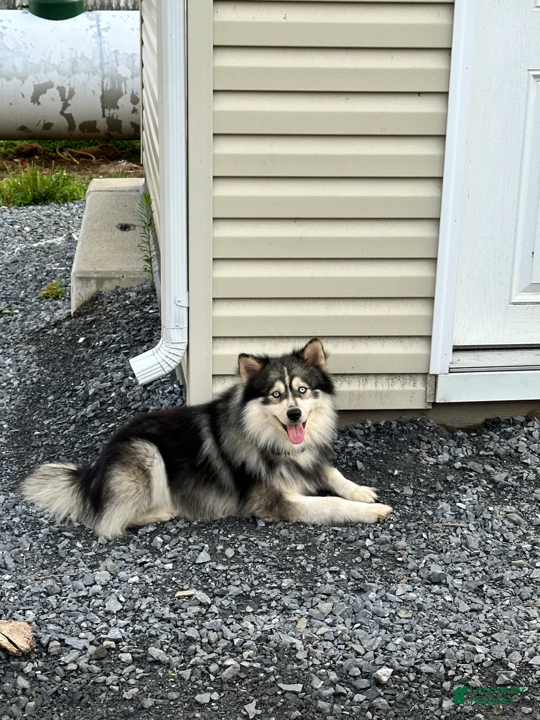 Pomsky dogs for sale: Feliz - Ad 5