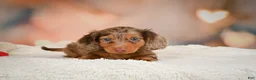 Miniature Dachshund dogs for sale: Romeo - Ad 9