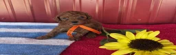 Miniature Poodle dogs for sale: Zack - Ad 2