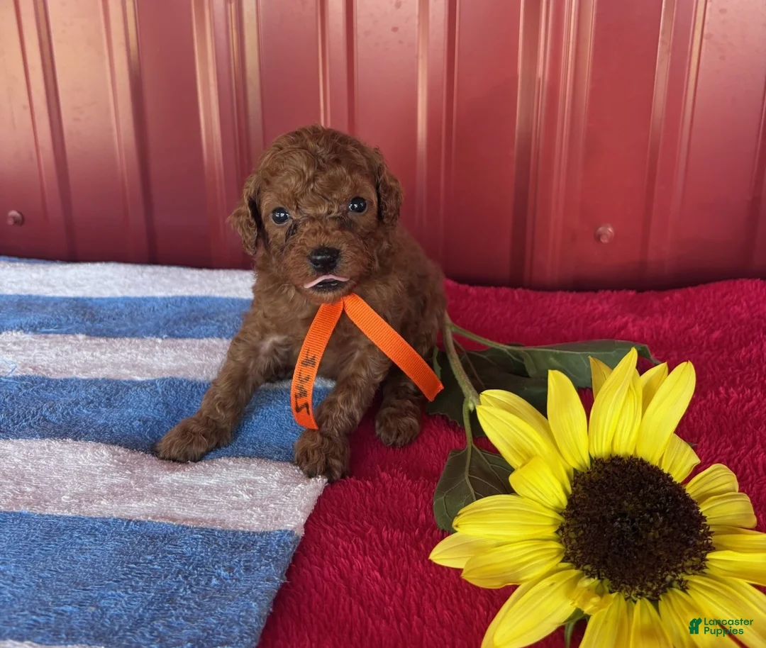Miniature Poodle dogs for sale: Zack - Ad 2
