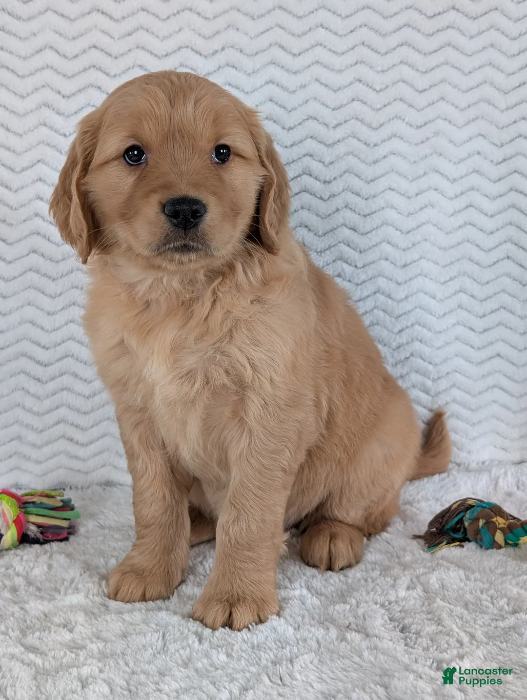 Golden Retriever dogs for sale: Miss Daisy  - Ad 12