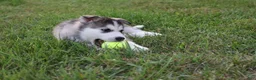 Alaskan Malamute dogs for sale: Glacier - Ad 5