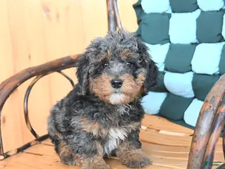 Mini Bernedoodle dogs Waffles - Ad 8