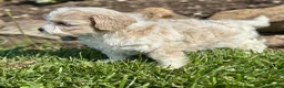 Maltipoo dogs for sale: Chuckles  - Ad 5