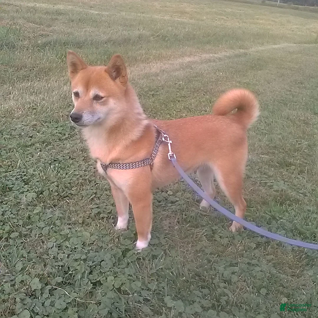 Shiba Inu dogs for sale: Abby - Ad 6