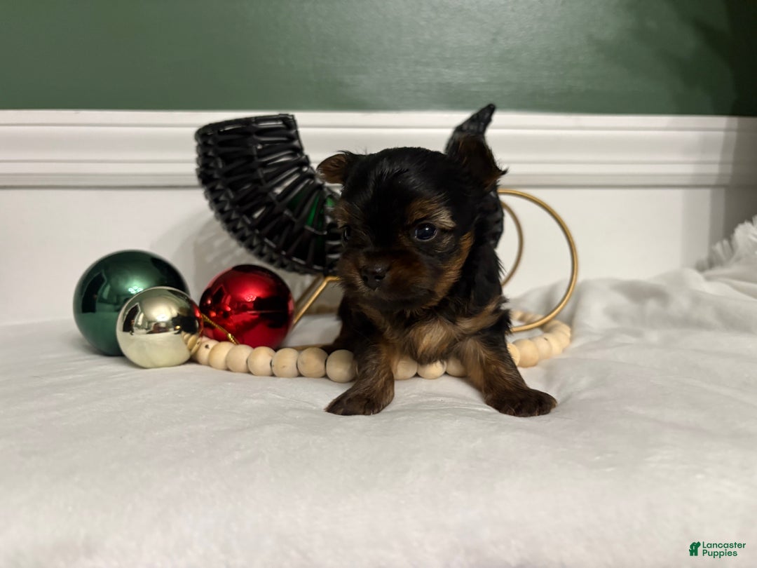 Morkie dogs for sale: TEACUP Oliver - Ad 5