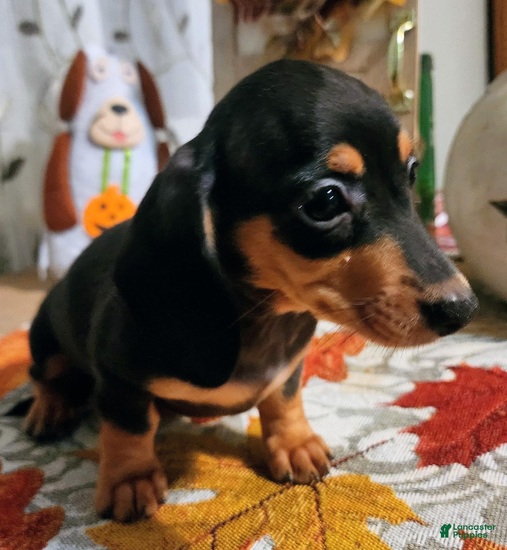 Miniature Dachshund dogs for sale: Lola - Ad 3