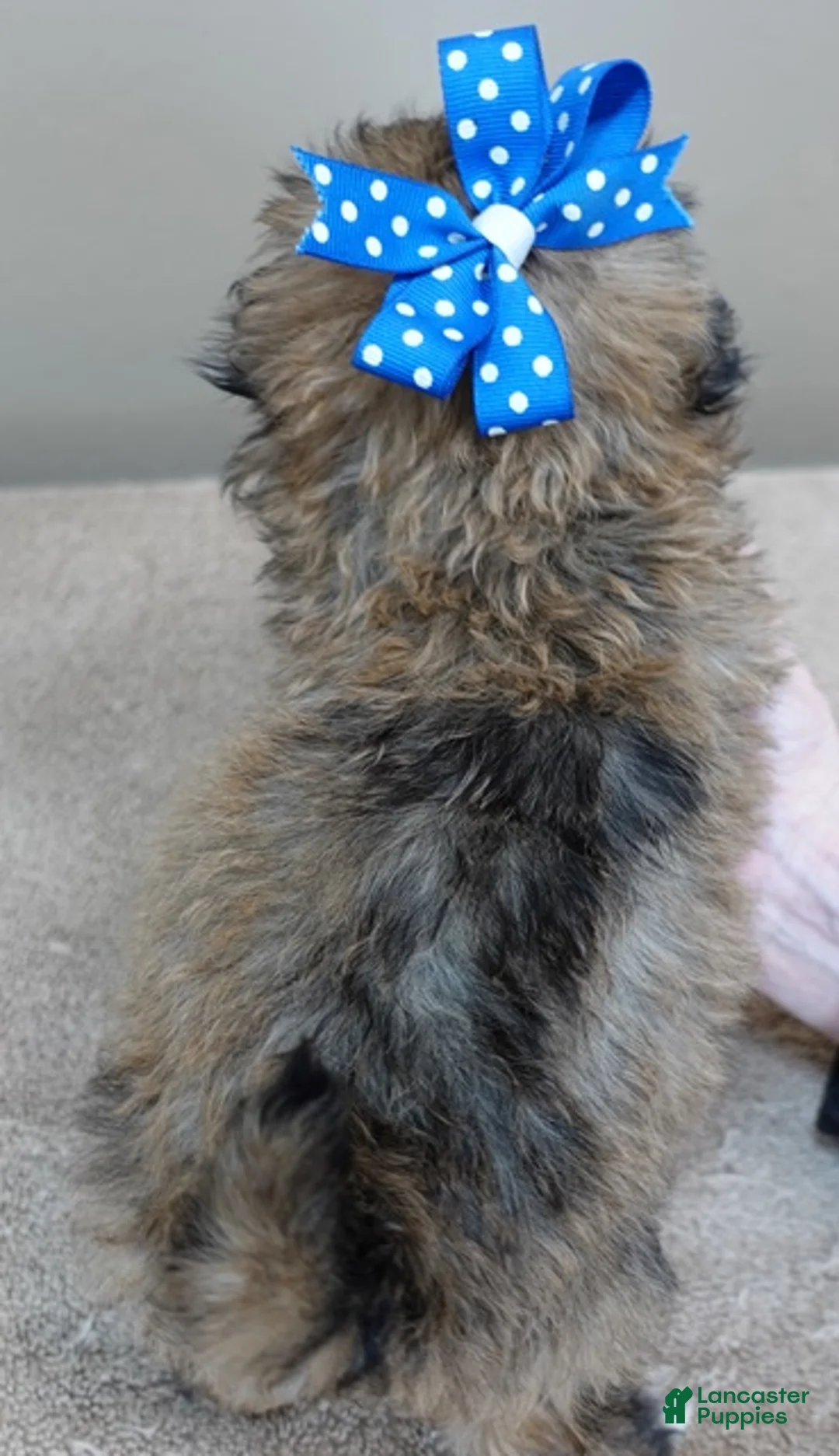 Maltipoo dogs for sale: River - Ad 12