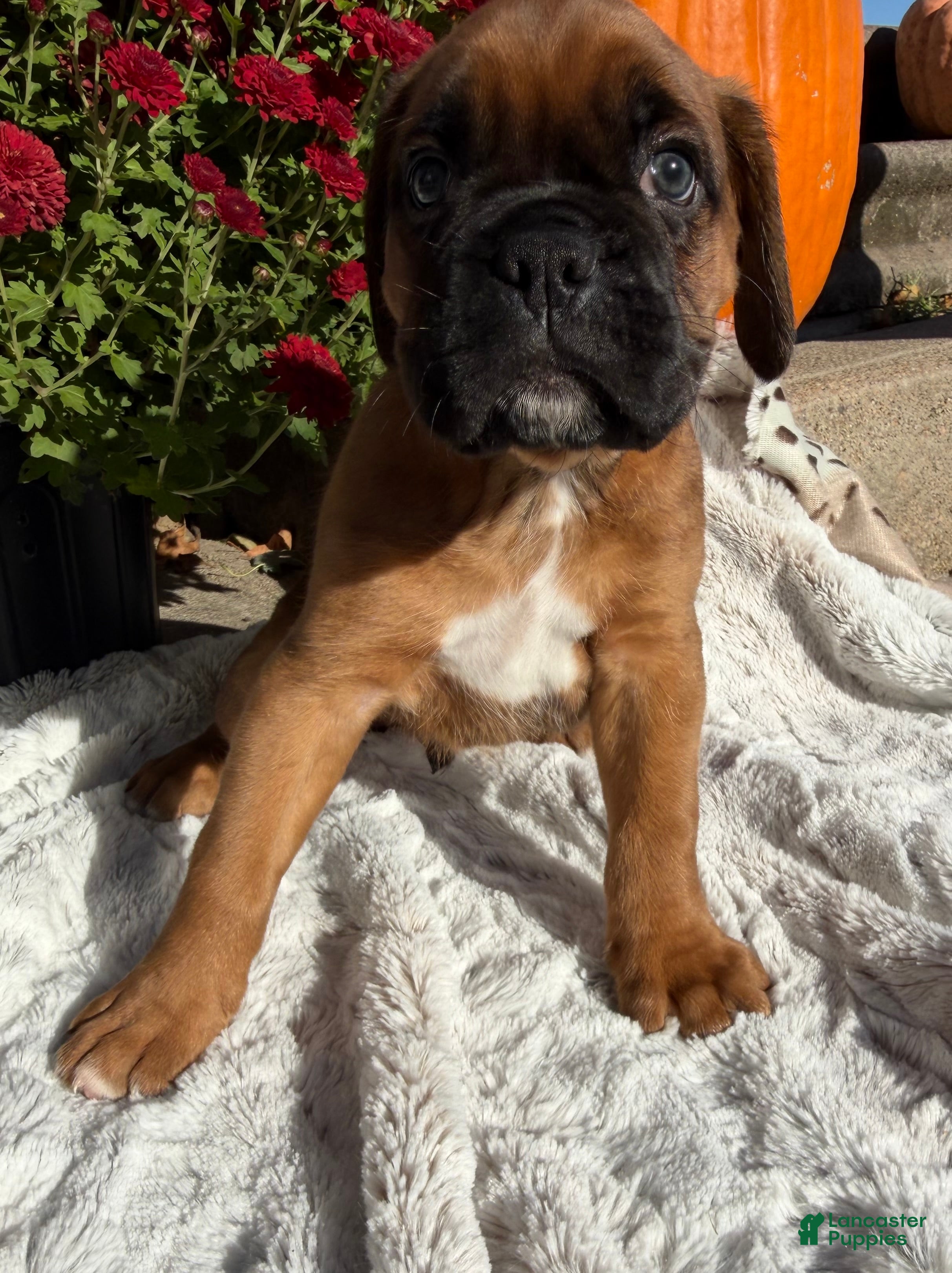 Boxer dogs Creed - Ad 2