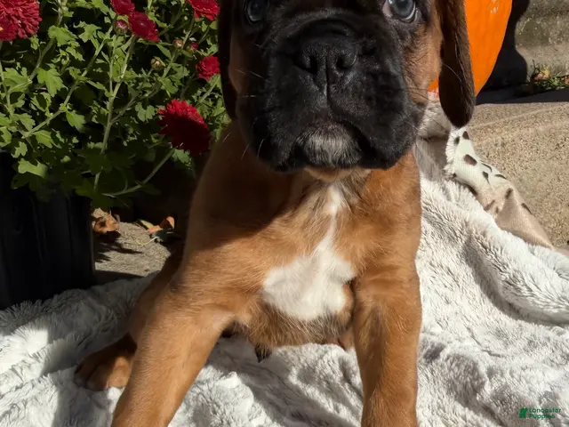 Boxer dogs Creed - Ad 2