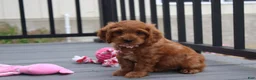 Cockapoo dogs for sale: Lily - Ad 4