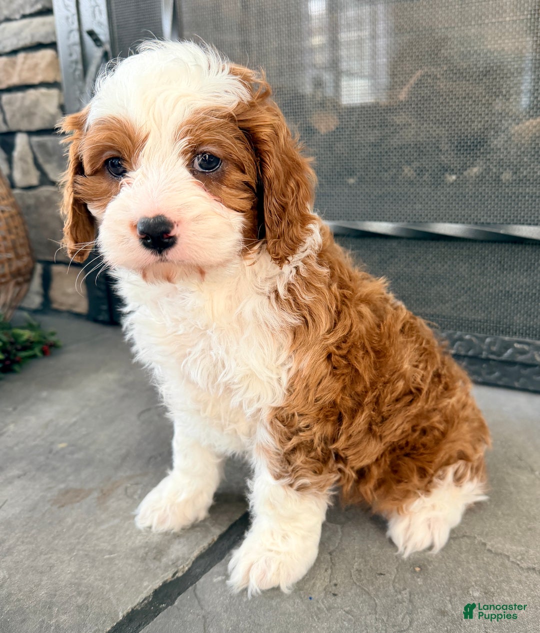 Cavapoo dogs for sale: Baxter - Ad 3