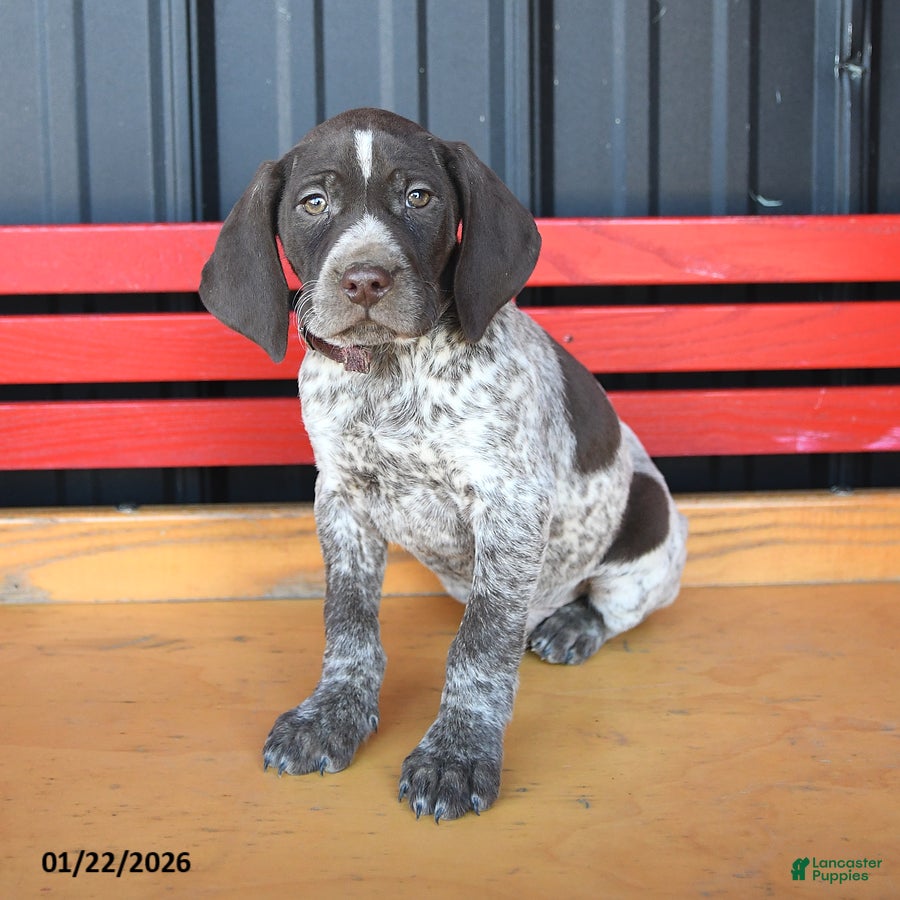German Shorthaired Pointer dogs Nick  - Ad 10