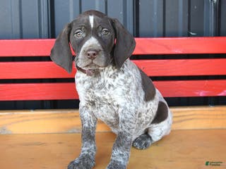 German Shorthaired Pointer dogs Nick - Ad 10
