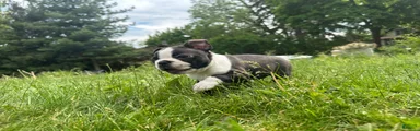 Boston Terrier Puppy 1