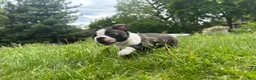 Boston Terrier dogs for sale: Boston Terrier Puppy 1 - Ad 1