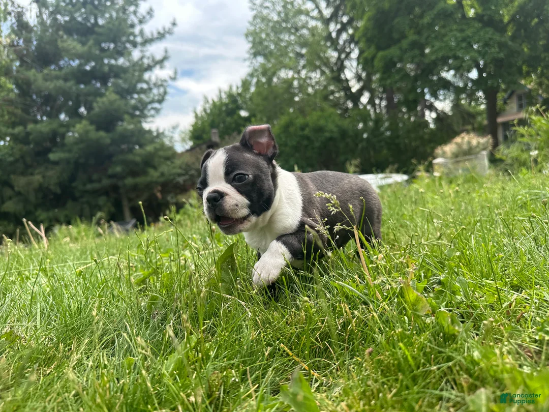 Boston Terrier dogs for sale: Boston Terrier Puppy 1 - Ad 1