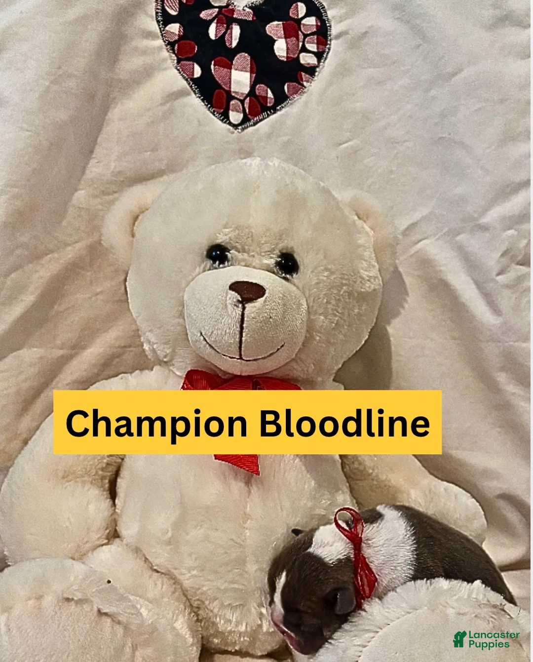 English Bulldog dogs for sale: Sapphire - Ad 3