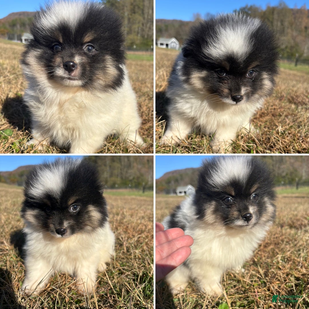 Pomeranian dogs for sale: Tri parti akc Pomeranian Puppy 3 - Ad 1