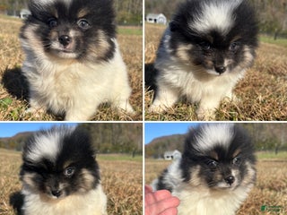 Pomeranian dogs Tri parti akc Pomeranian Puppy 3 - Ad 4