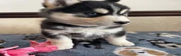 Pomsky dogs for sale: Chandler - Ad 4